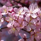 Pink cherry blossoms on soft purple and orange backdrop.