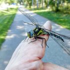 Colorful dragonfly on pink flower with green eyes and striped body in soft-focused foliage