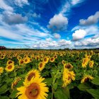 Sunflower Field with Moon, Stars, and Sunlight in Surreal Sky