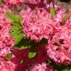 Detailed digital artwork: Pink roses cluster on dark background