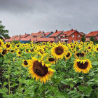 Colorful sunset sky with sunflowers and moons.