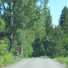 Tranquil forest scene with whimsical tall trees and soft daylight