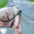 Detailed blue and green dragonfly on white flower in lush foliage