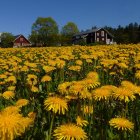 Scenic landscape with yellow and purple flowers, pine trees, mountains.