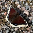 Colorful butterfly among purple and orange flowers in soft-focus setting