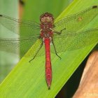 Colorful Dragonfly Resting on Green Leaf with Blurred Background