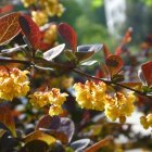 Colorful Floral Arrangement with Yellow, Red, and Pink Flowers