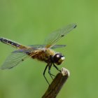 Blue and Black Striped Dragonfly on Green Plant in Soft-focus Background