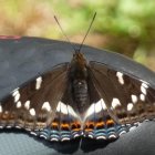 Colorful butterfly with intricate wing pattern perched on green leaf amid soft-focused foliage