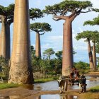 Tranquil landscape with baobab trees, lush bushes, and serene water