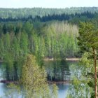 Lush Green and Yellow Forest with Mist and Fallen Logs