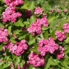 Vibrant pink rose bushes in lush garden setting