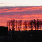 Dramatic sunset wildfire in forest with vibrant flames