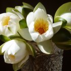 White Flowers with Yellow Stamens in Glass Vase on Dark Background