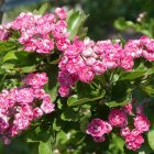 Pink roses cluster in soft sunlight with closed buds, lush green leaves, and dreamy bokeh background