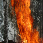 Intense forest fire engulfs trees in bright flames and smoke