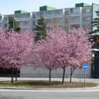 Serenity in a digital artwork: classical courtyard with cherry blossom trees and statues