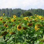 Sunlit field of blooming sunflowers with cloudy sky and trees.