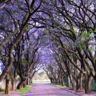 Enchanting forest pathway with purple trees and violet flowers