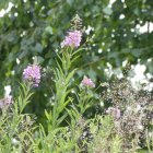 Forest Pathway with Pink and Purple Flowers in Sunny Greenery