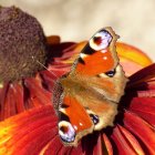 Vibrant Monarch Butterflies on Orange Petals with Soft-focus Background