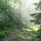 Tranquil forest landscape with tall trees, stream, and fire in golden light