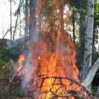 Illustration of towering trees in a forest fire with dense smoke.