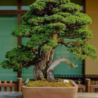 Lush green bonsai tree in decorative pot with sliding door backdrop