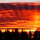 Fiery Sunset Over Silhouetted Pine Trees