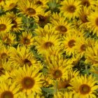 Sunflowers Field with Vibrant Yellow Petals and Green Background