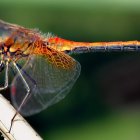 Colorful Dragonfly Close-up on Plant Stem with Intricate Wing Pattern