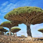 Unusual Broad-Topped Trees in Serene Desert Landscape