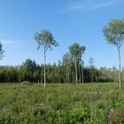 Lush Green Forest Clearing with Tall Trees and Orange Flowers