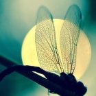 Dragonfly perched on transparent-winged butterfly on leaf with teal and yellow bokeh.