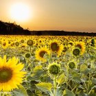 Sunflower Field at Sunset with Starry Twilight Sky