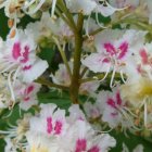 White and Orange Flowers with Red Centers Among Green Foliage