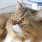 Fluffy orange and white cat with yellow eyes under soft lighting