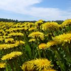 Vibrant yellow and purple flowers in lush meadow under clear blue sky