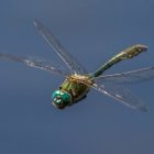 Iridescent dragonfly mid-flight on soft blue background