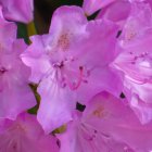 Pink roses and blossoms with golden stamen on dark background