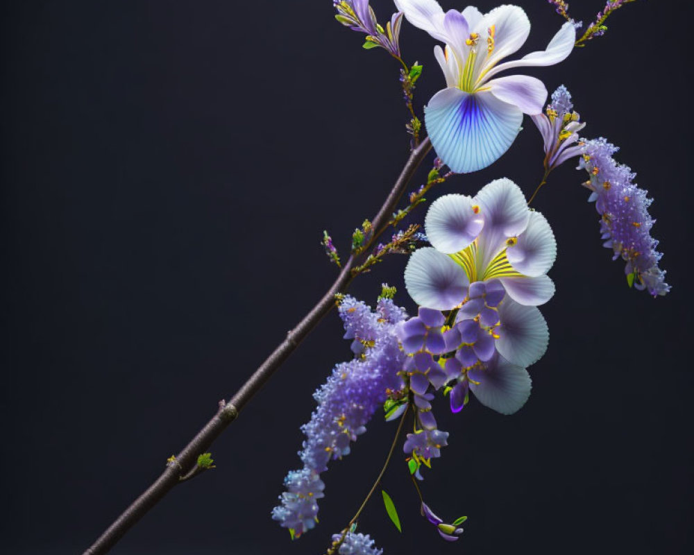 White and Purple Flowers with Lilac Blossoms and Green Leaves on Dark Background