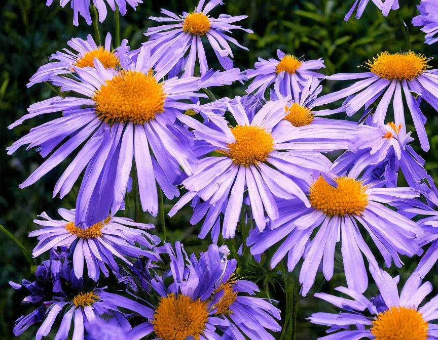 Vibrant purple aster flowers with yellow centers and water droplets on green background