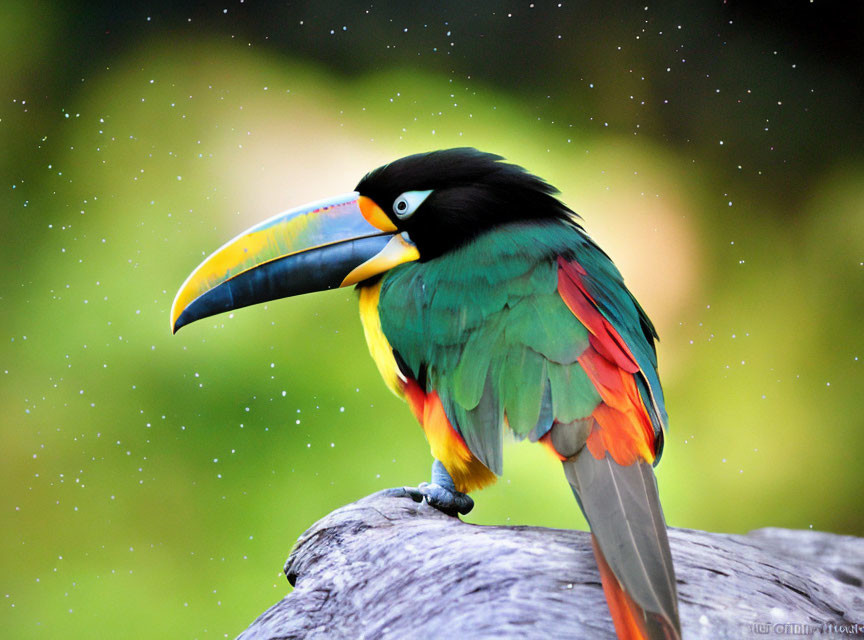 Colorful Toucan Perched on Branch Against Green Background