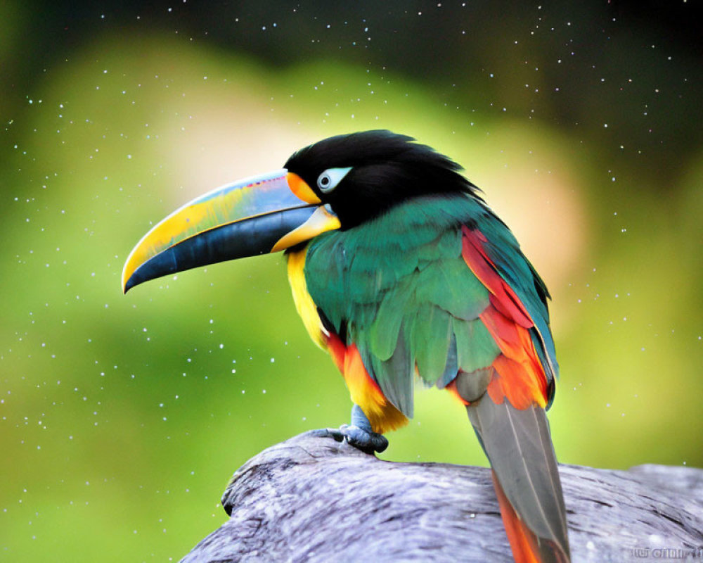 Colorful Toucan Perched on Branch Against Green Background