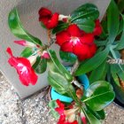 Vibrant white door with lush greenery and red flowers