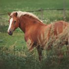 Transparent horse with flower-filled body on mystical green background