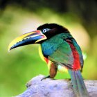 Colorful Toucan Perched on Branch Against Green Background