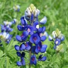 Vibrant Blue Flowers with Yellow Centers in Watercolor