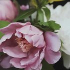 Delicate Rose Watercolor Painting with Pink and White Petals