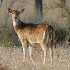 Majestic deer with prominent antlers in vibrant forest landscape